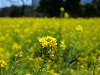菜の花畑の菜の花