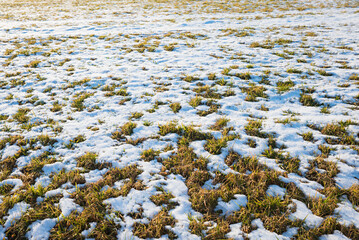 green grass and melting snow background