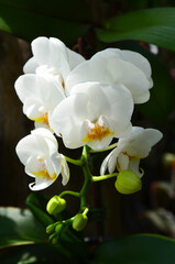 Fototapeta na wymiar Close-up of an orchid flower in a botanical garden