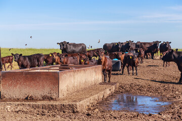 Black angus cows with calves graze in the meadow.