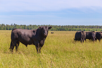 Black angus cows with calves graze in the meadow.