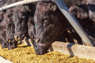 Feedlot of black angus cows and bulls.