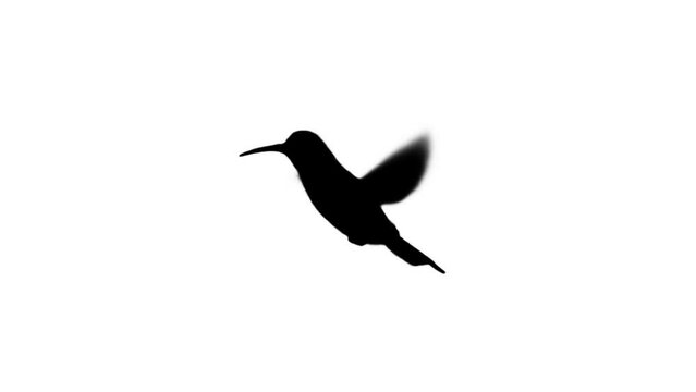 Silhouette Humming Brid flying on the white background. Black and white for compositing and presentation. Video looping. Alpha matte isolated.