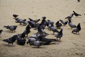 City doves or City pigeons (Columba livia f. domestica) on Iracema beach. Fortaleza - Ceara, Brazil.
