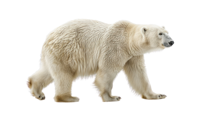 White Polar Bear Isolated on transparent background.