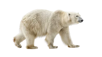 Foto auf Leinwand White Polar Bear Isolated on transparent background. © venusvi