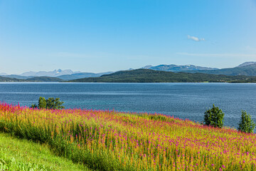 Weideröschen an eime See in Norwegen - 760589950