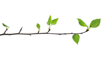 set of branches with leaves, Isolated on a transparent background.