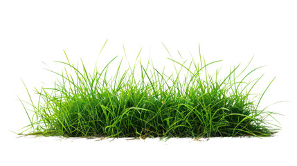 photograph of Green grass field , Isolated on a transparent background.