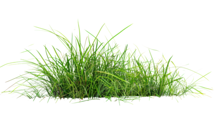 Green grass field , Isolated on a transparent background.