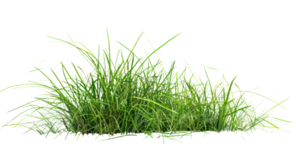 Keuken achterwand Gras Green grass field , Isolated on a transparent background.  © venusvi