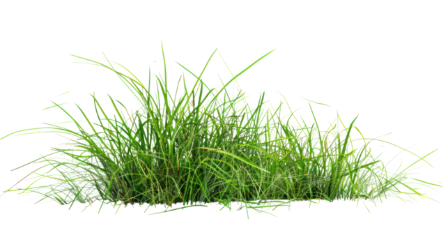 Green grass field , Isolated on a transparent background.
