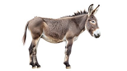 Side on view of a wild donkey in a arid, Isolated on a transparent background.