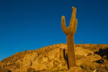 Rolgordijnen Cactus in Bolivia © Galyna Andrushko