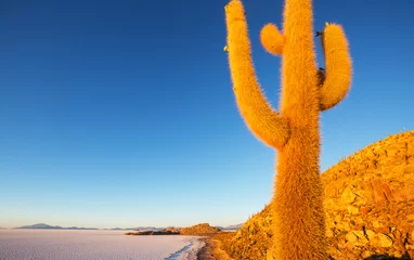 Rolgordijnen Cactus in Bolivia © Galyna Andrushko
