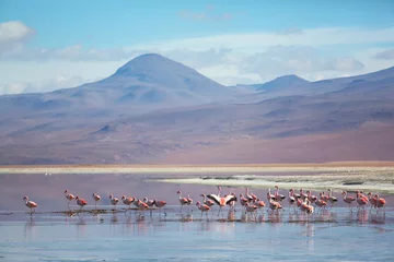 Foto op Plexiglas Flamingo in Bolivia © Galyna Andrushko