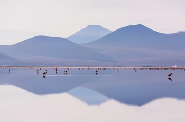 Fototapeten Flamingo in Bolivia © Galyna Andrushko