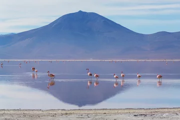 Rolgordijnen Flamingo in Bolivia © Galyna Andrushko