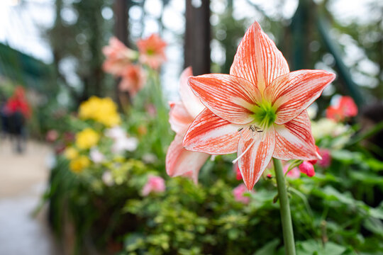 Amaryllis is blooming