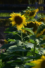 Field of sunflowers and bees