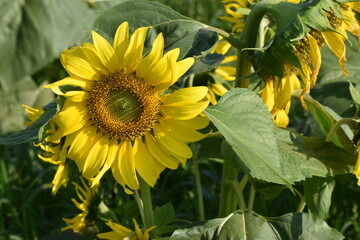 Obraz premium Field of sunflowers and bees
