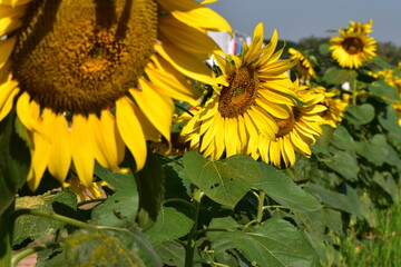 Field of sunflowers and bees