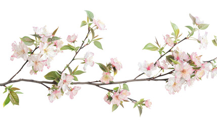 Pink Cherry Blossoms in Spring Isolated on a transparent background.