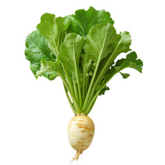 Fresh Green Margelian radish, turnips, turnips an isolated image on a transparent background.  PNG chinese cabbage element for design, banner, print .