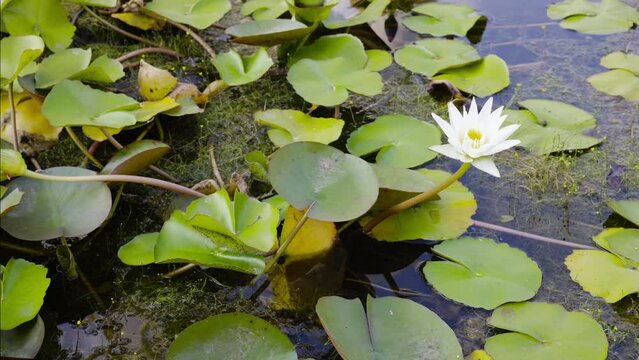 White lotus with yellow pollen on surface of pond. Beautiful aquatic water lily flowers featuring green lily pads and fragrant white lily flowers with yellow stamens.