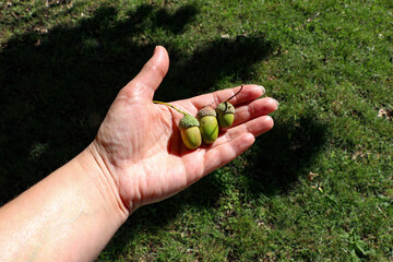 Acorns, fruits of the oak tree Quercus robur lie on the hand