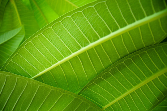Green leaf background close up view. Nature foliage abstract of leave texture for showing concept of green business