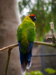 Periquito multicolor