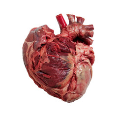 A detailed close-up of a human heart isolated on a transparent white background, showcasing its intricate structure and details