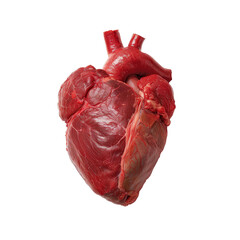 A detailed close-up of a human heart isolated on a transparent white background, showcasing its intricate structure and details