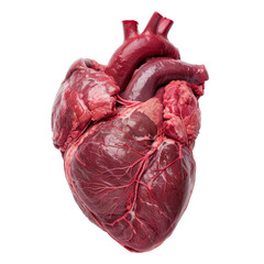 A detailed close-up of a human heart isolated on a transparent white background, showcasing its intricate structure and details