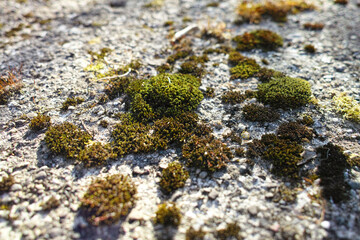 moss attached to the rock walls around the waterfall