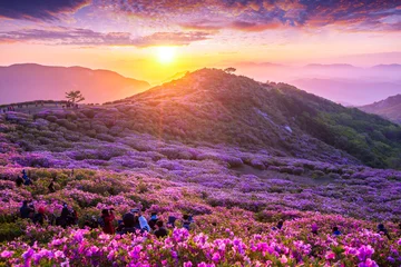Zelfklevend Fotobehang Morning and spring view of pink azalea flowers at Hwangmaesan Mountain with the background of sunlight and foggy mountain range near Hapcheon-gun, South Korea. © panyaphotograph