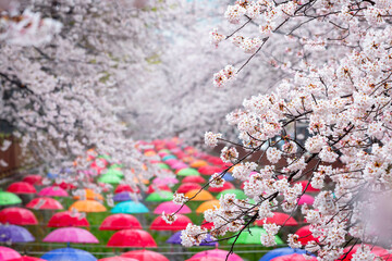 Cherry blossom in spring in Korea is the popular cherry blossom viewing spot, jinhae South Korea..