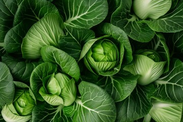 Bok Choy vegetables green fresh healthy organic food agriculture farming leaves - obrazy, fototapety, plakaty