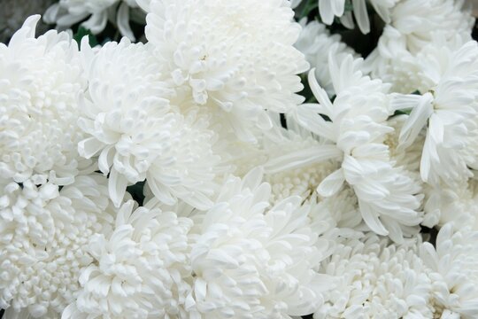 A bunch of white flowers with a lot of petals