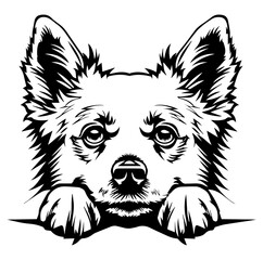 Fototapeta premium American Eskimo dog face peeking over front paws vector illustration