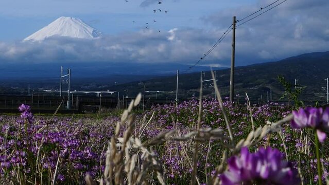 Mt. Fuji and a vetch field. A flock of flying birds.