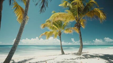 Two palm trees on a beach with a blue sky in the background. Suitable for travel and tropical concepts