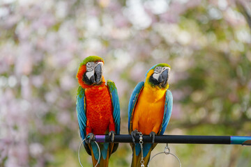 Harlequin macaw with blue and gold macaw parrot show in the park