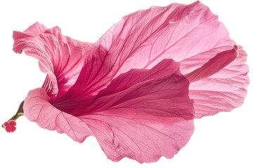 A close up of a pink flower on a white background. Ideal for botanical concepts