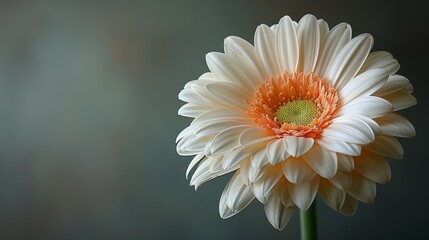  a close up of a white and orange flower with a green center in the middle of the center of the flower.