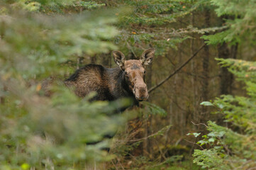 Close-up of female Moose in the Forest