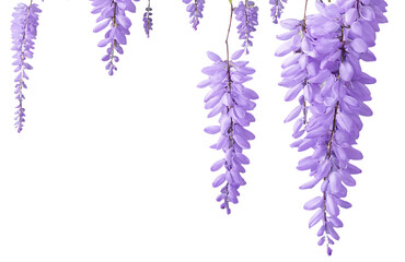 lilac flowers, a text frame. transparent background