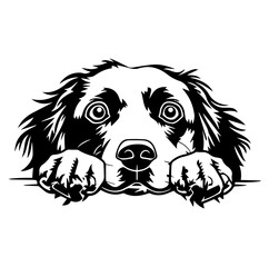 Brittany Spaniel dog face peeking over front paws vector illustration