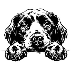 Brittany Spaniel dog face peeking over front paws vector illustration